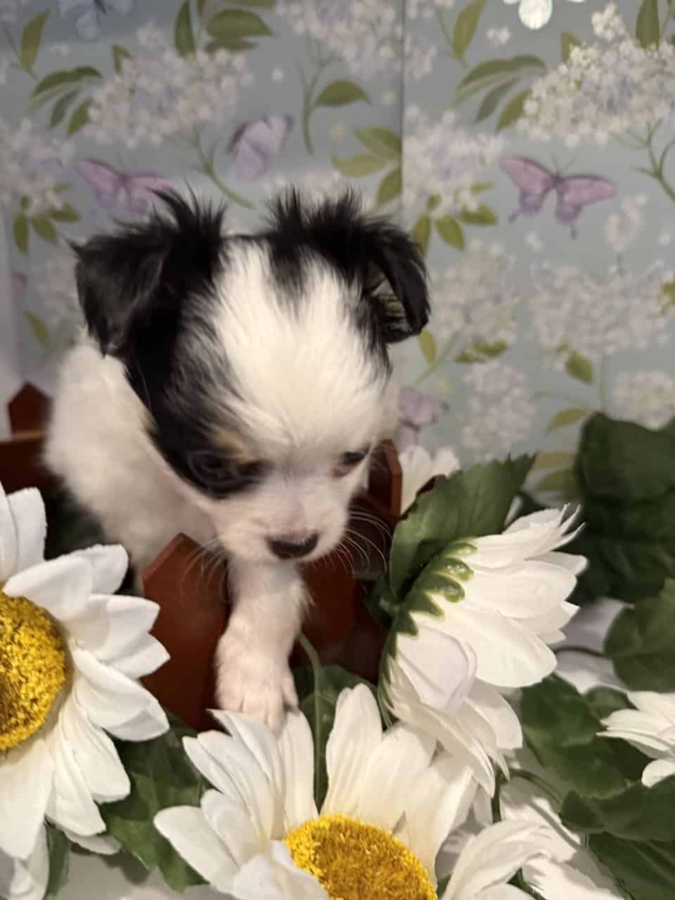 🐶 Adorable Long-Haired Chihuahua Puppies Looking image 3
