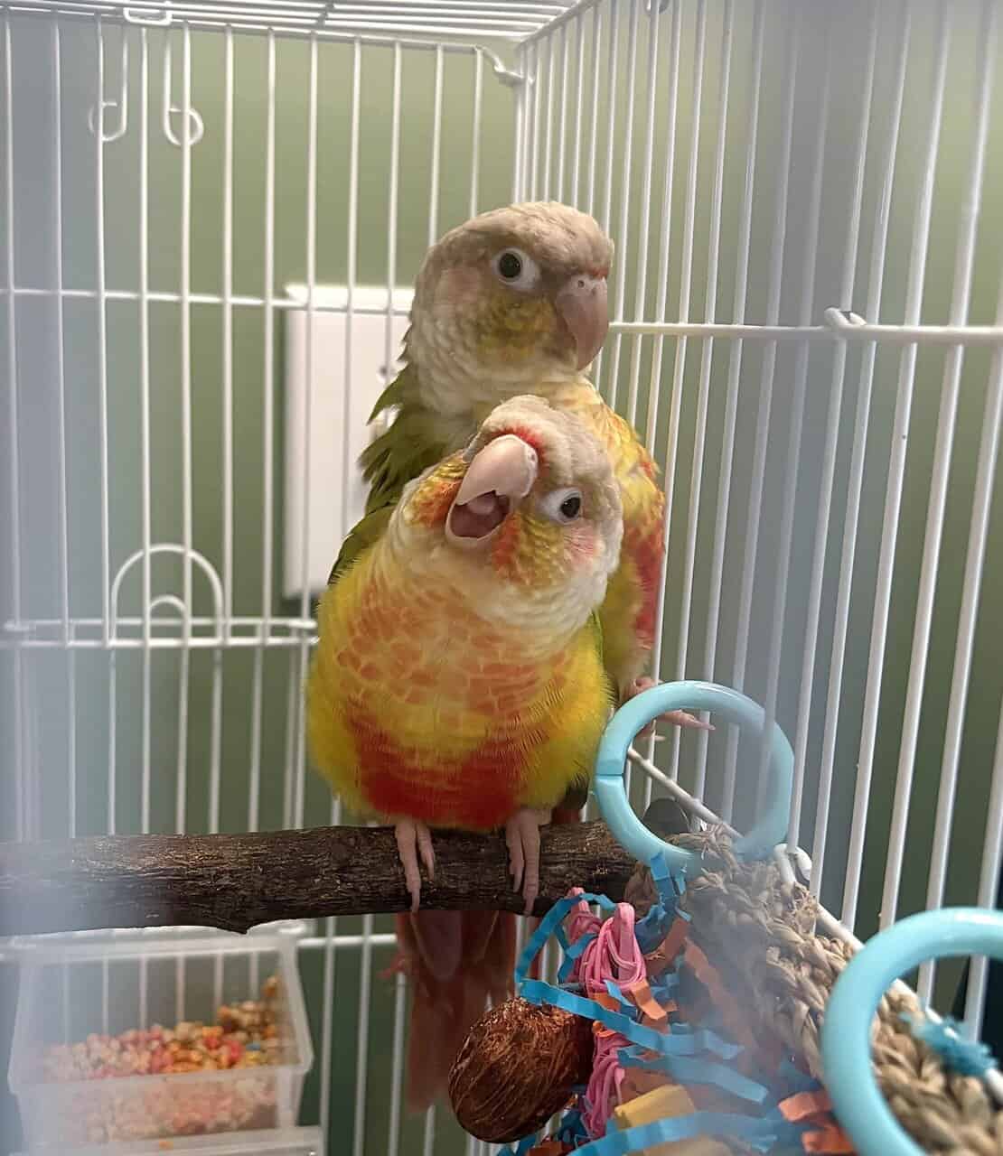 Bonded Pineapple Conure’s image 1