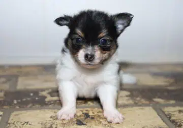 Pomchi/Pomeranian Puppies – Shots & Deworming Incl