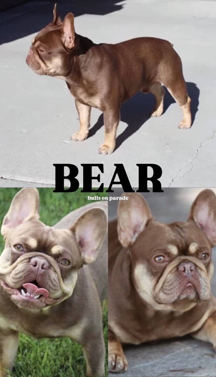 AKC French Bulldog Puppies image 8