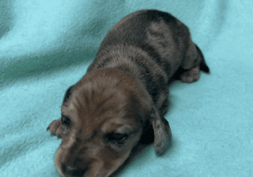 Dachshund Puppies