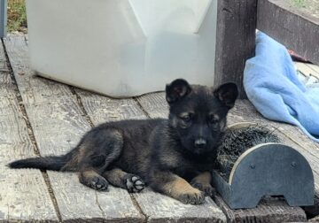 Championship-bloodline AKC F GSD- Faith