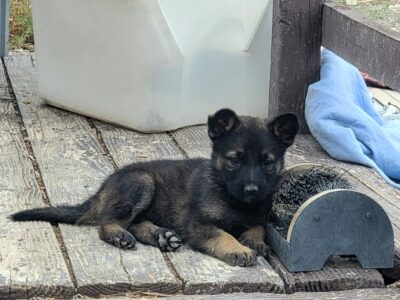 Faith – Championship-bloodline AKC F GSD