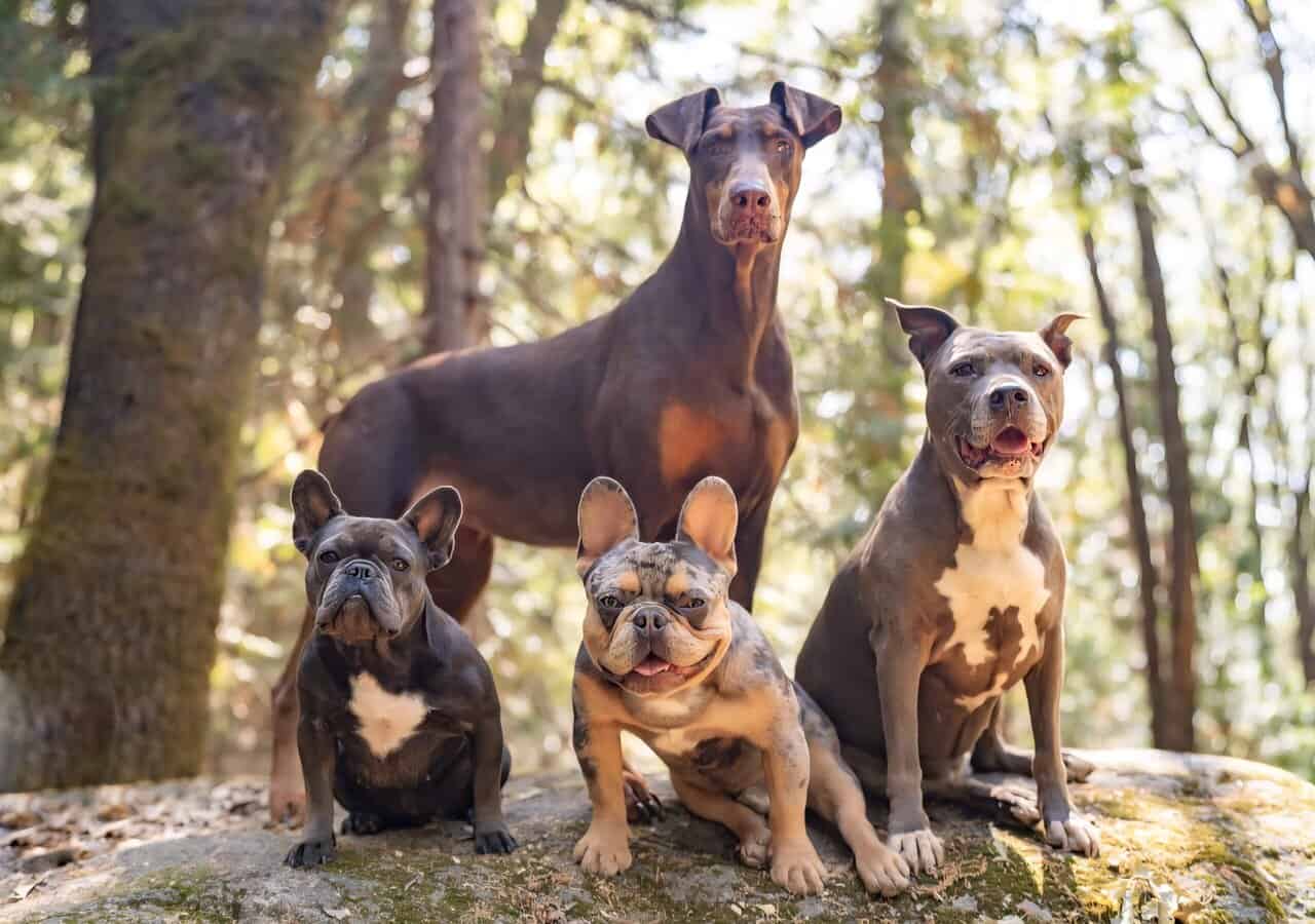 French Bulldog puppies image 6