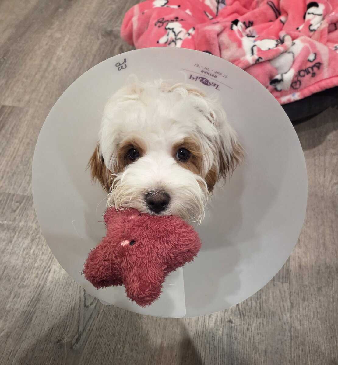 Georgie image 6