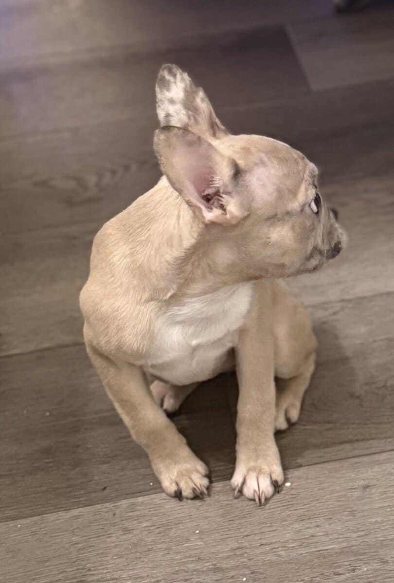 Frenchie Puppies image 3