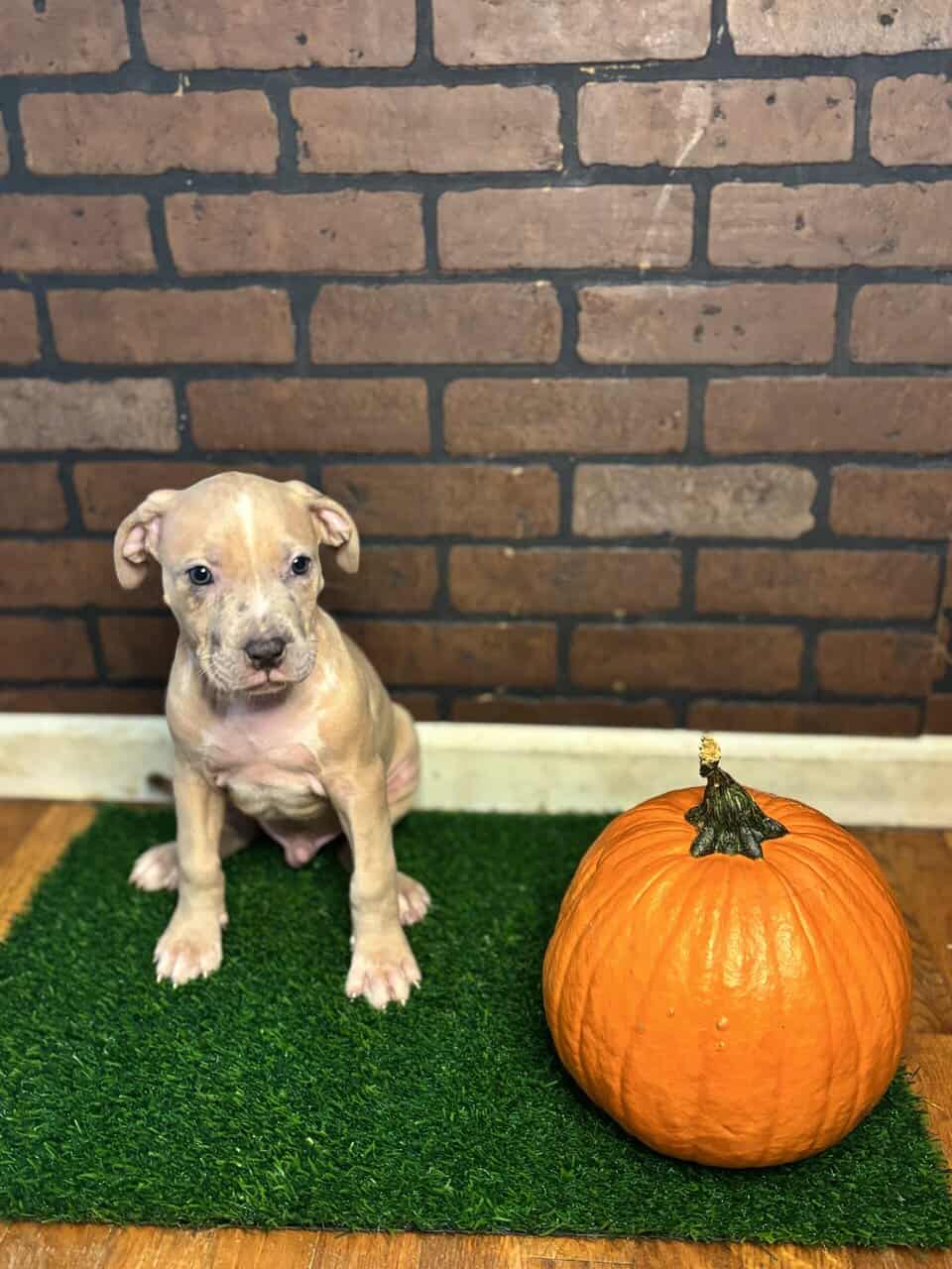 Rehome Puppies 🩷 image 5