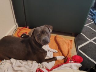 Selling my sweet dog