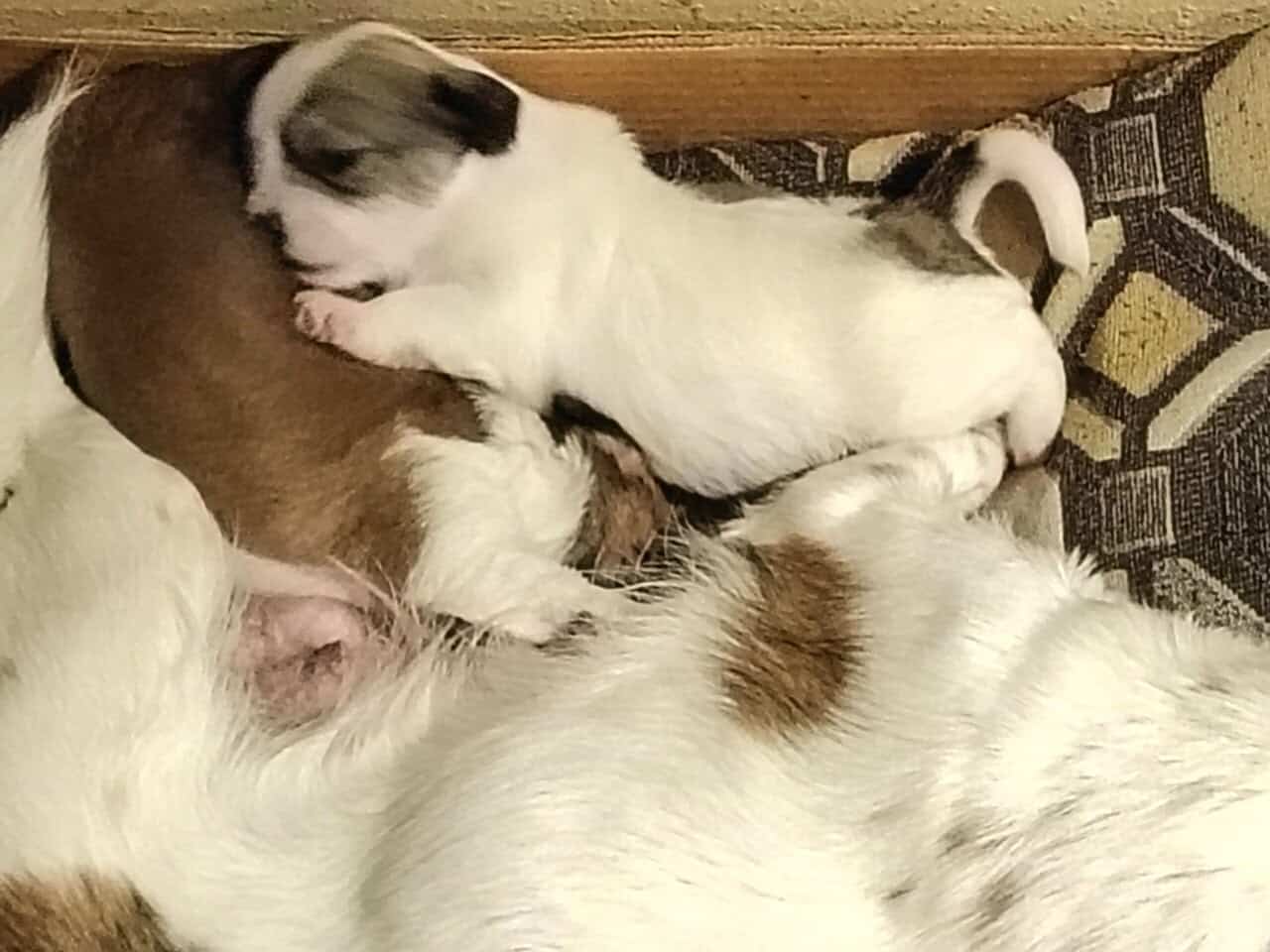 Mix Chizer and shitzu puppies image 9