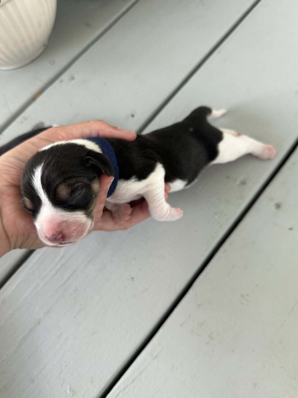 Pure Bred Beagle Puppies image 10