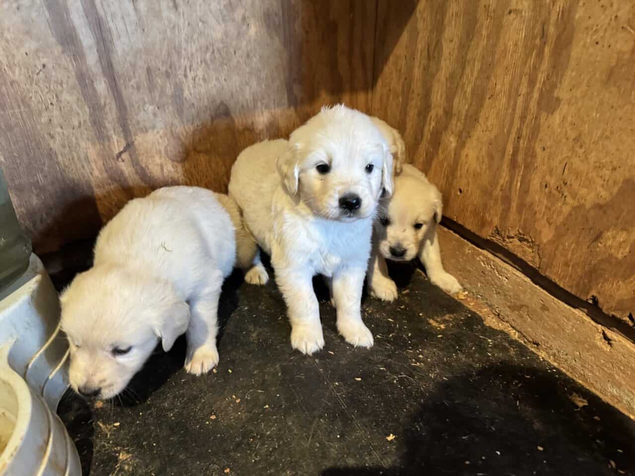 AKC English Cream Golden Retrievers image 4