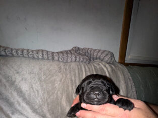 Registered cane Corso puppies