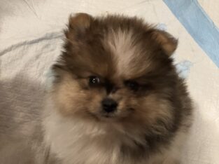 🐾 AKC Teacup Pomeranian Puppies for sale