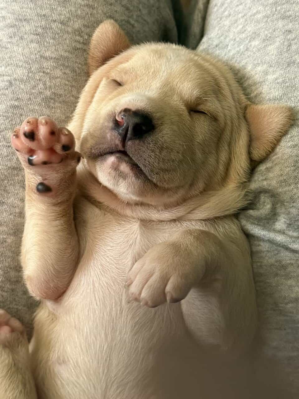 Puppies ready for new home ( black mouth cur/ pit image 3