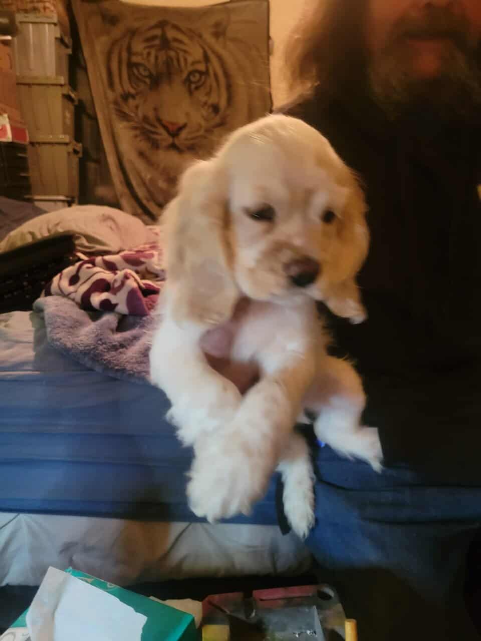 Cocker spaniel puppies image 4