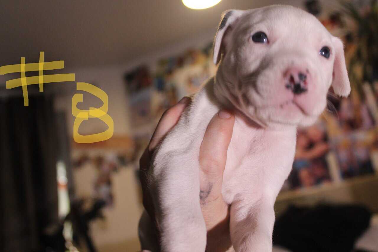 Lab & Pit mix Ready for their fur ever Homes Nov18 image 19