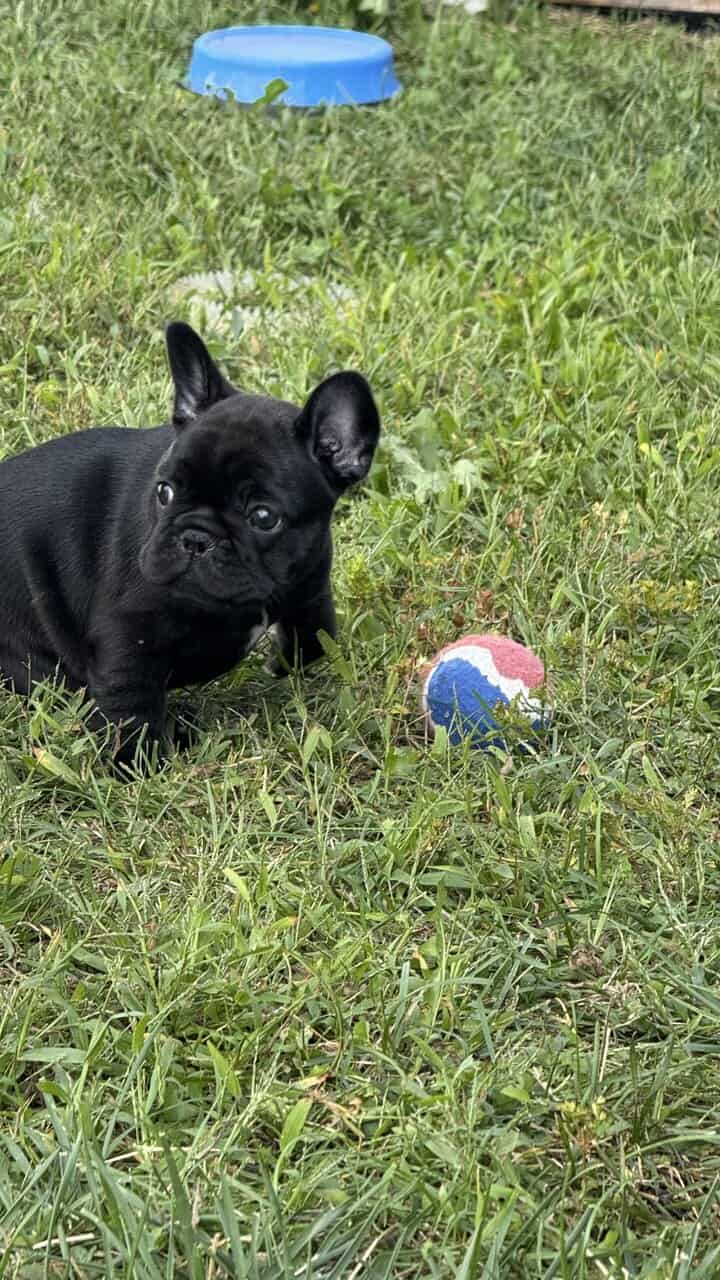AKC Registered French Bulldogs image 7