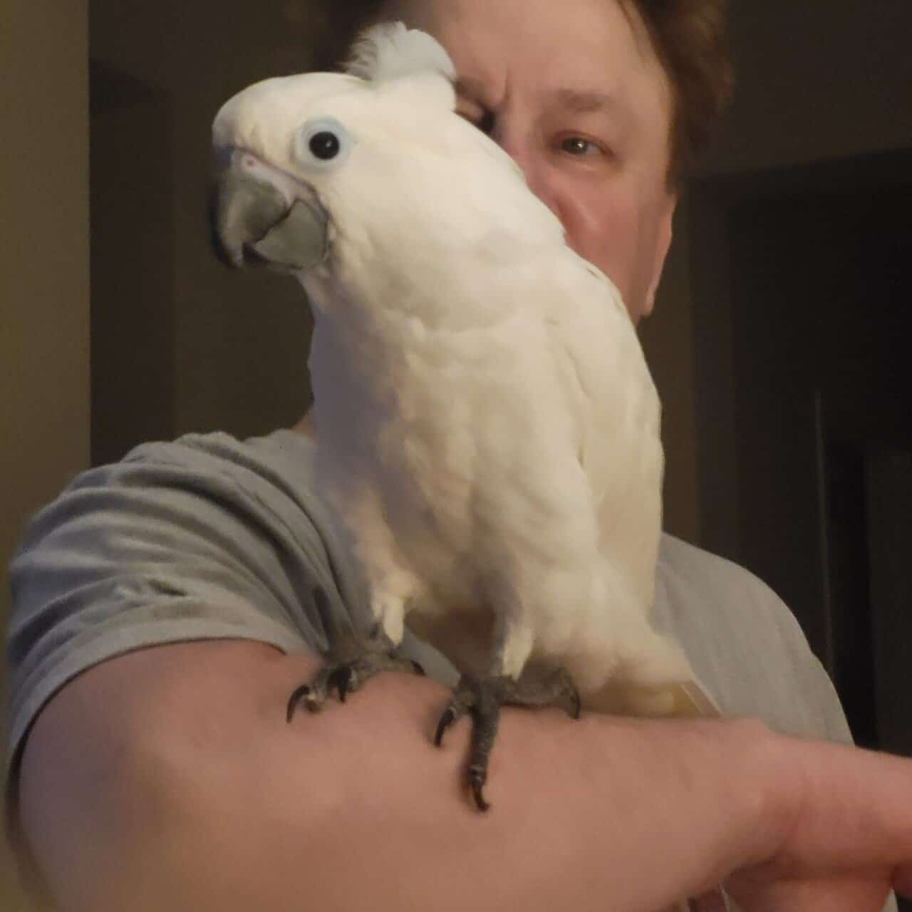 1 yr old Umbrella Cockatoo image 4