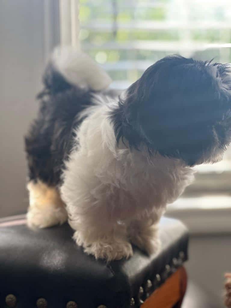Shih tzu puppies image 4