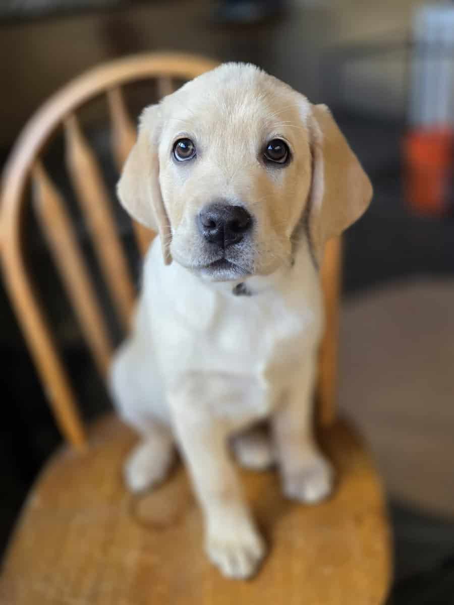 English labrador puppies. image 4