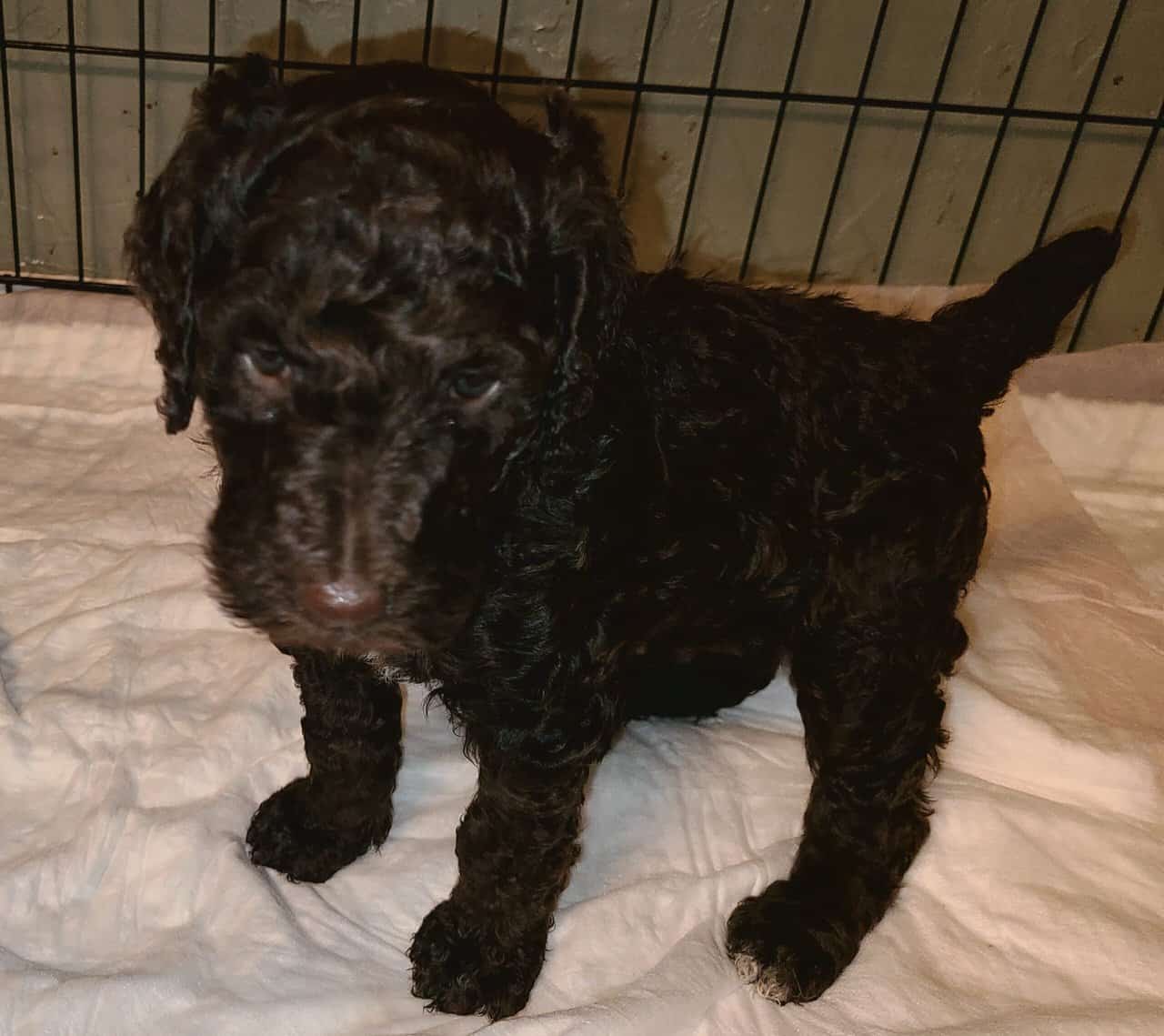AKC registered Standard Poodle Dam had her puppies image 3