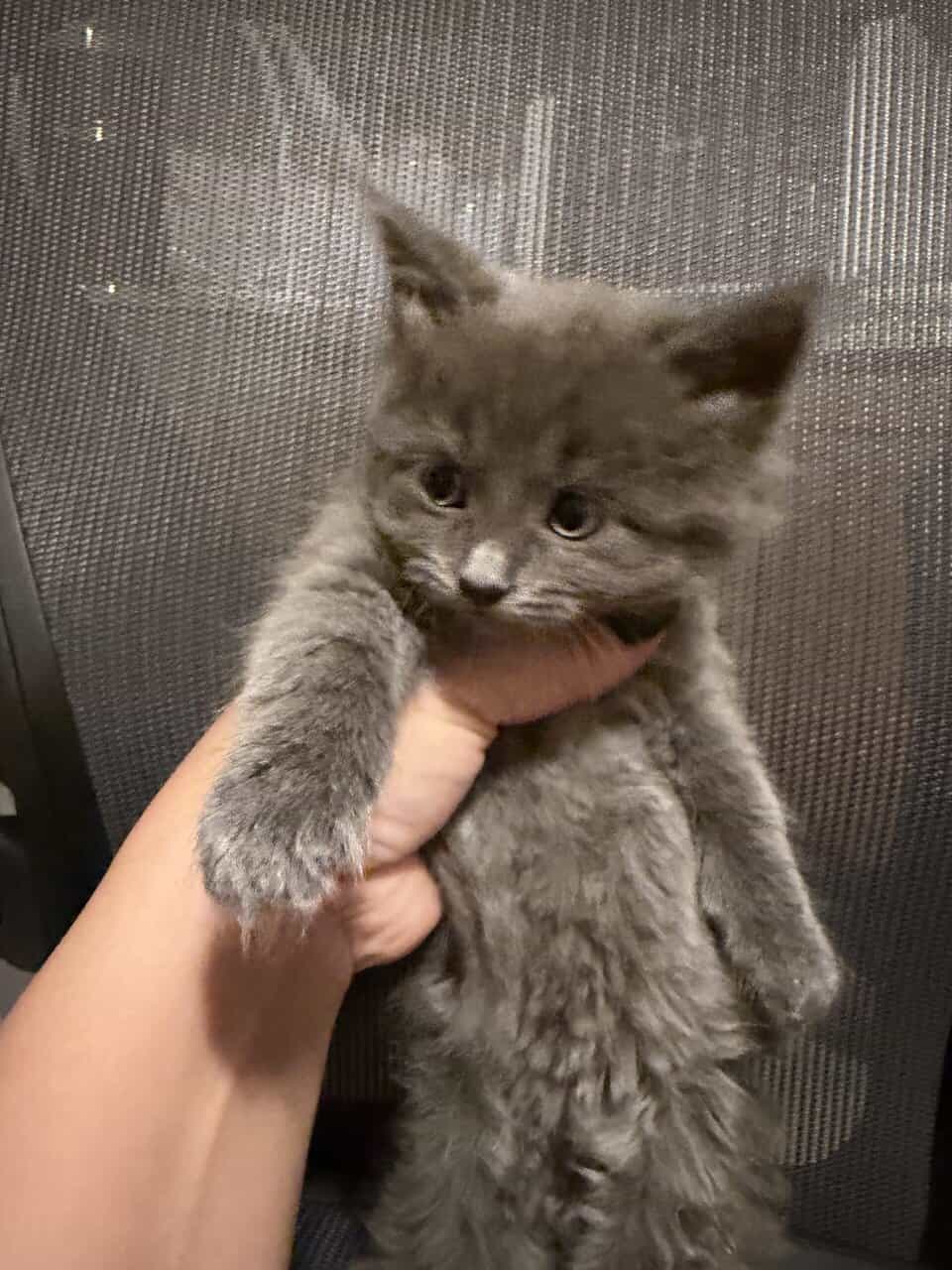 Super fluffy fluff balls image 8