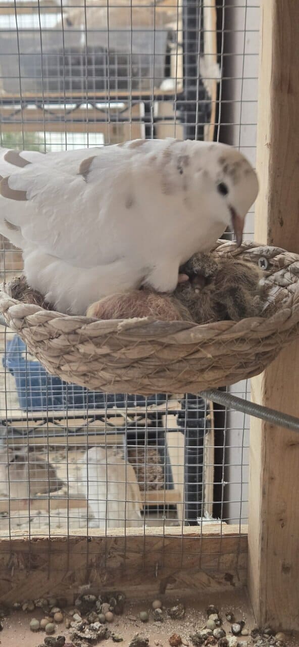 Doves image 1