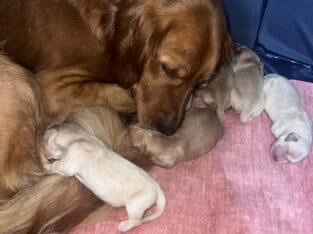 Golden retriever puppies