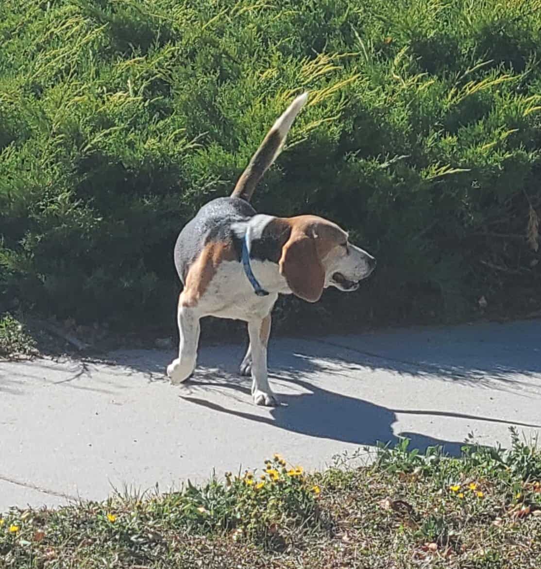 Rehome Sweet Beagle (purebread male intact) image 6