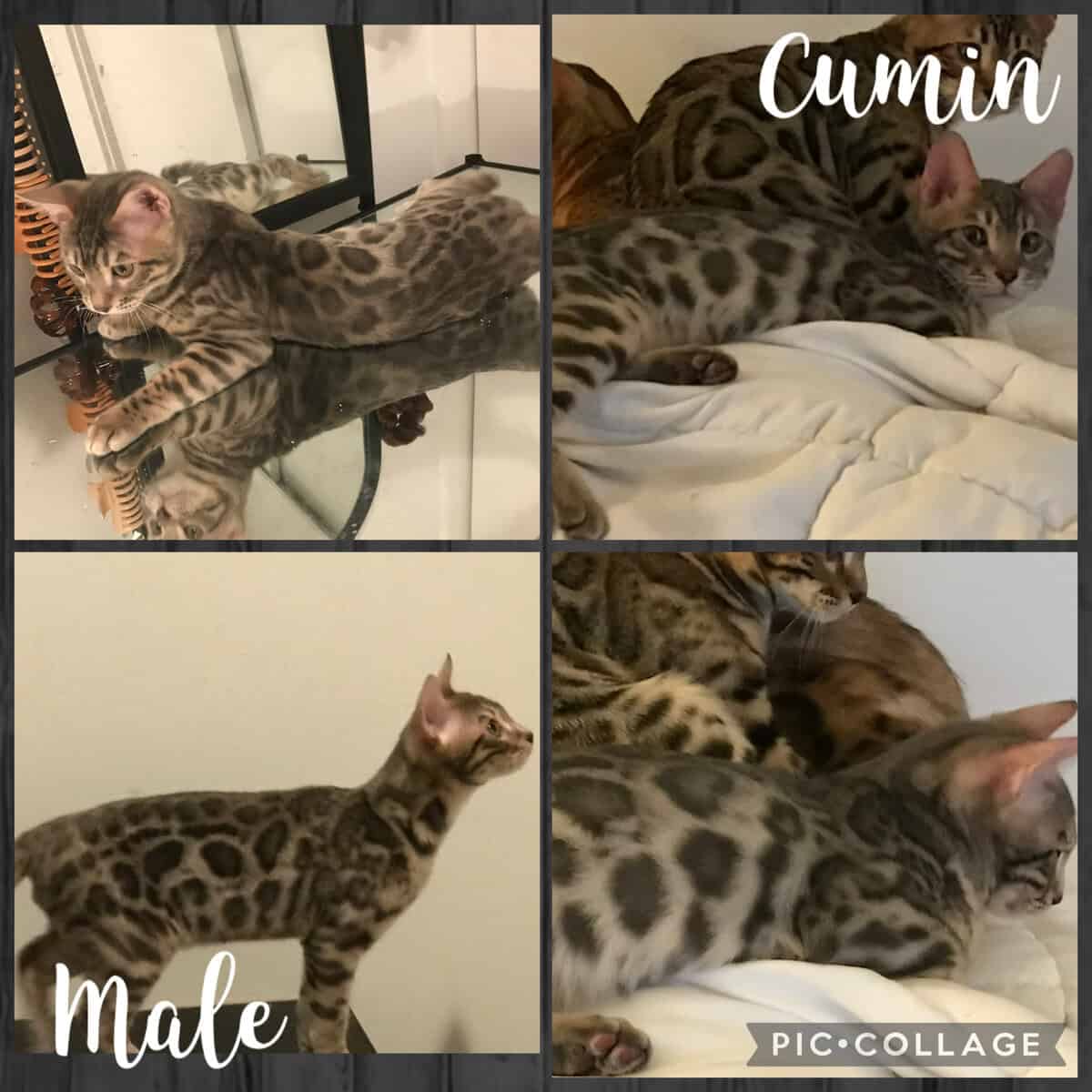 Bengal kittens image 2
