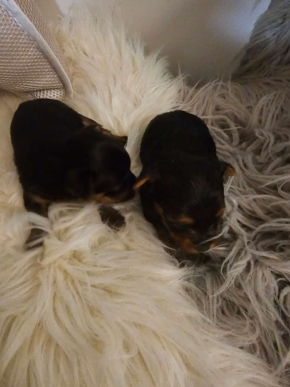 Yorkies image 2