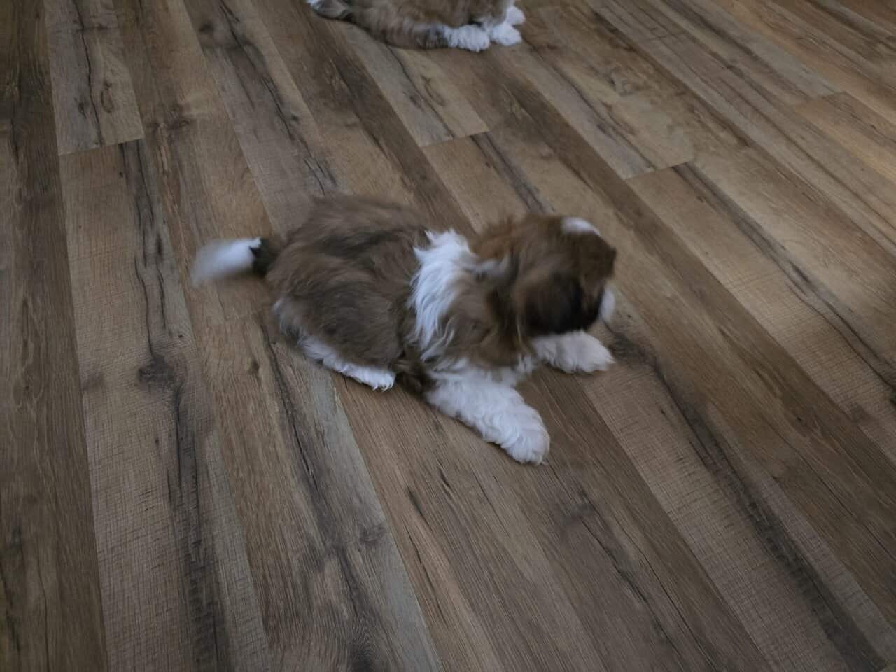 Shih tzu puppies available image 2