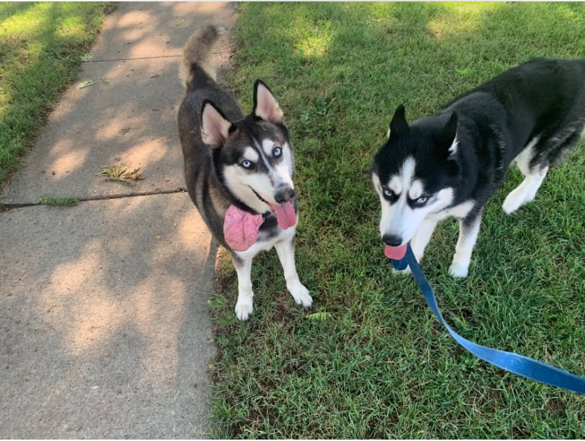 Siberian Husky Puppies image 2