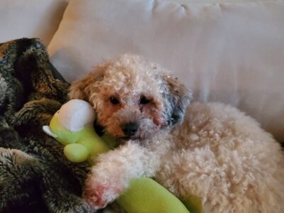 Looking for forever home