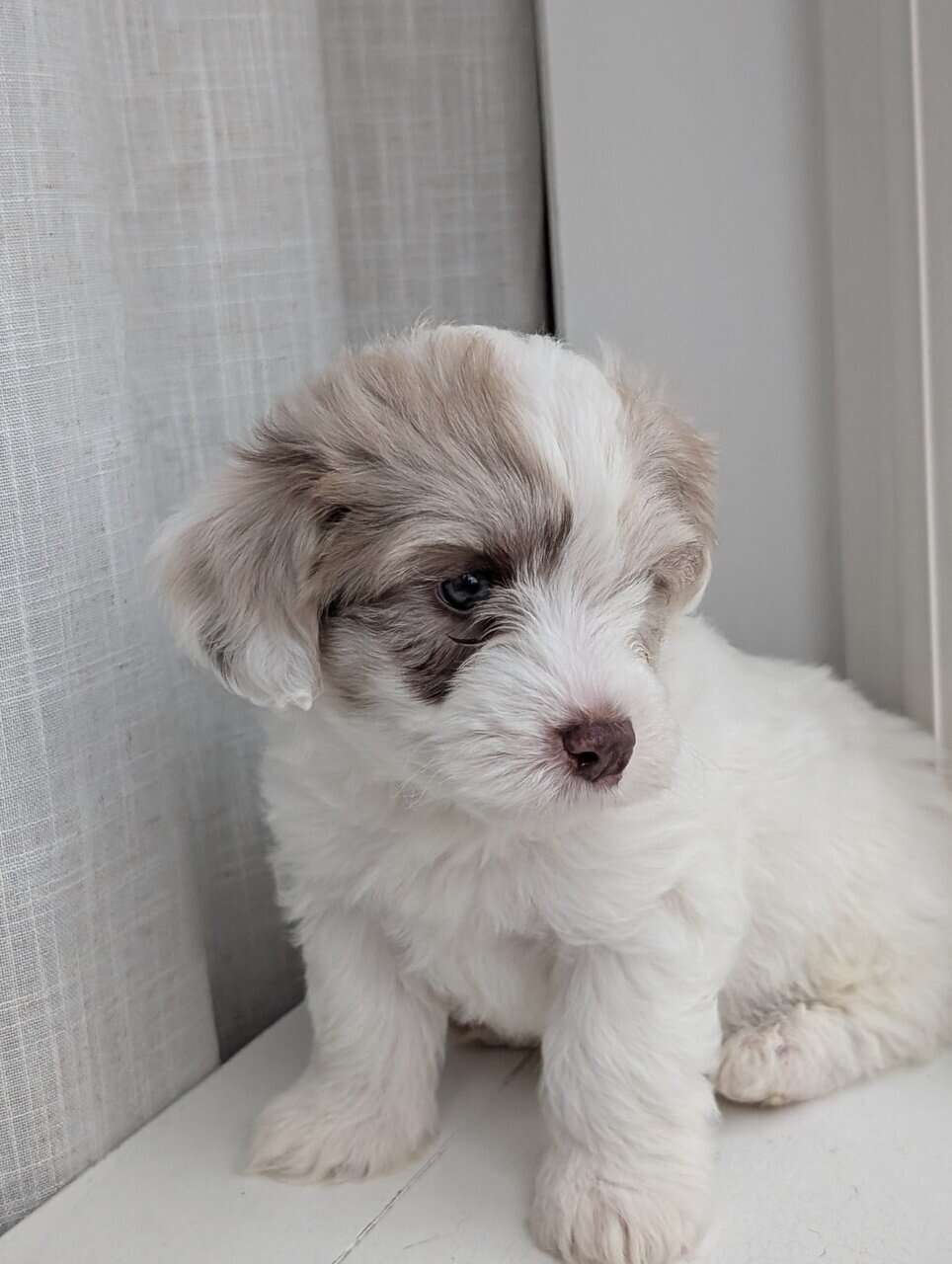 Miniature Aussiedoodles image 1