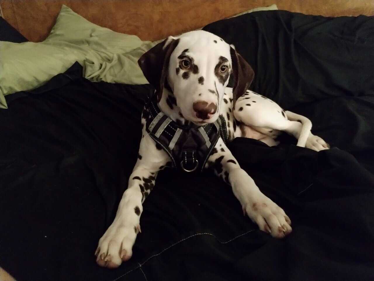 Beautiful brown 5 month old Dalmatian image 2