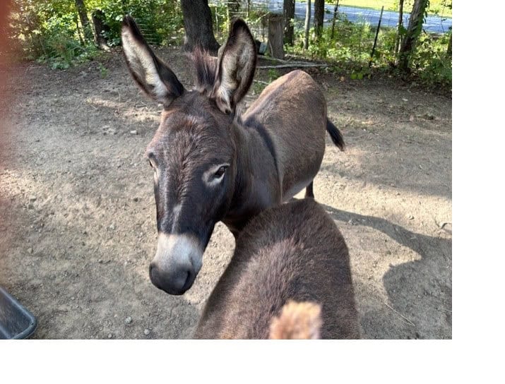 Miniature Donkey, jack, 4 yr old image 2