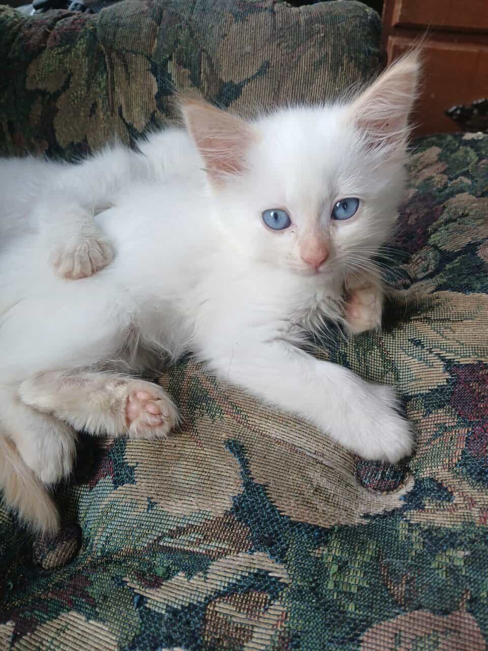 Siamese kittens image 1