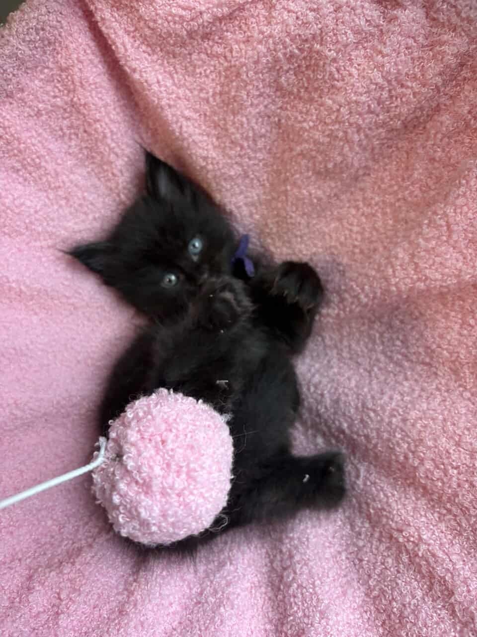 Maine Coon Kittens image 14
