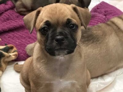 French Bulldog and Chihuahua