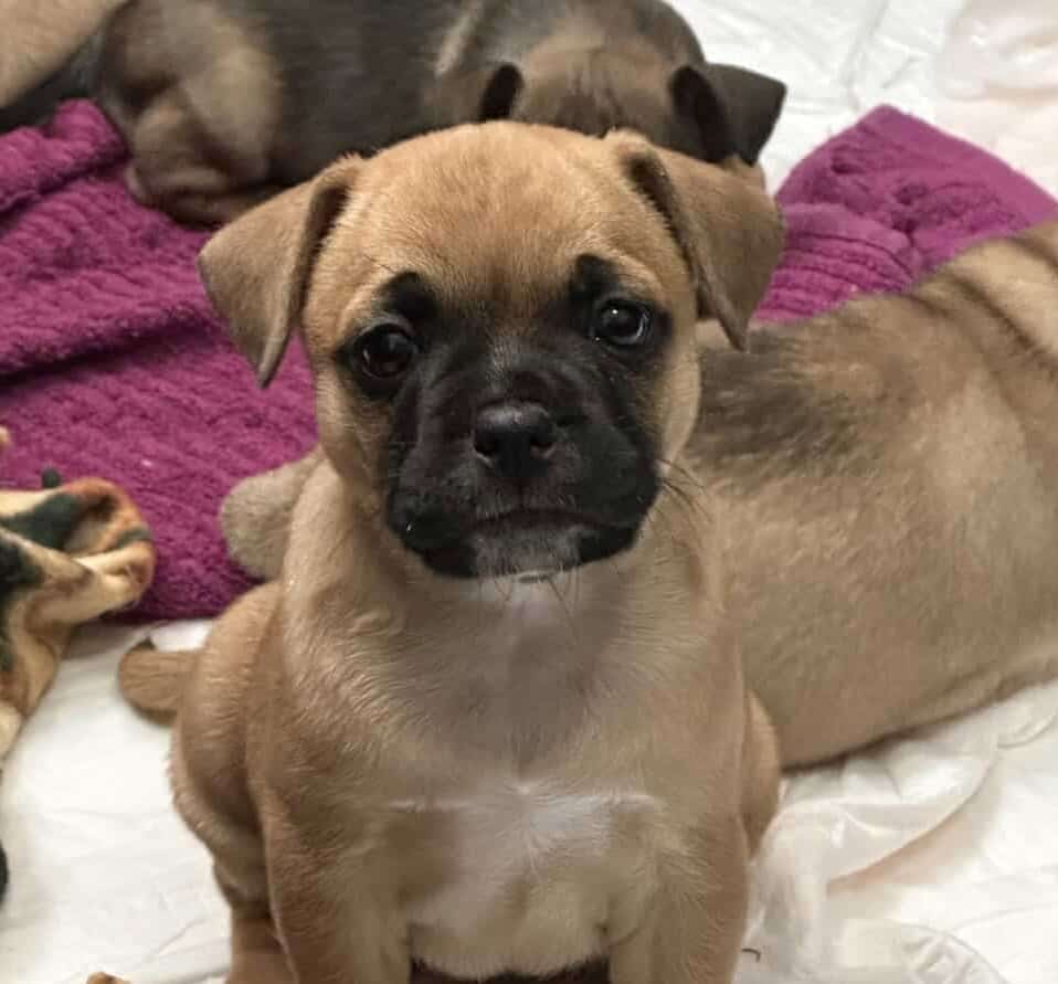 French Bulldog and Chihuahua image 1