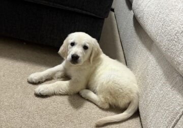 English cream gold retriever 6 month old female