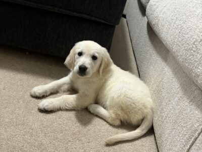 English cream gold retriever 6 month old female