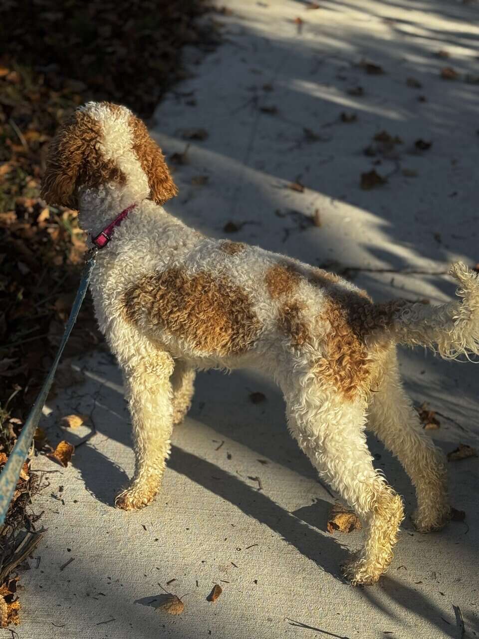 Golden Doodle Puppy image 4