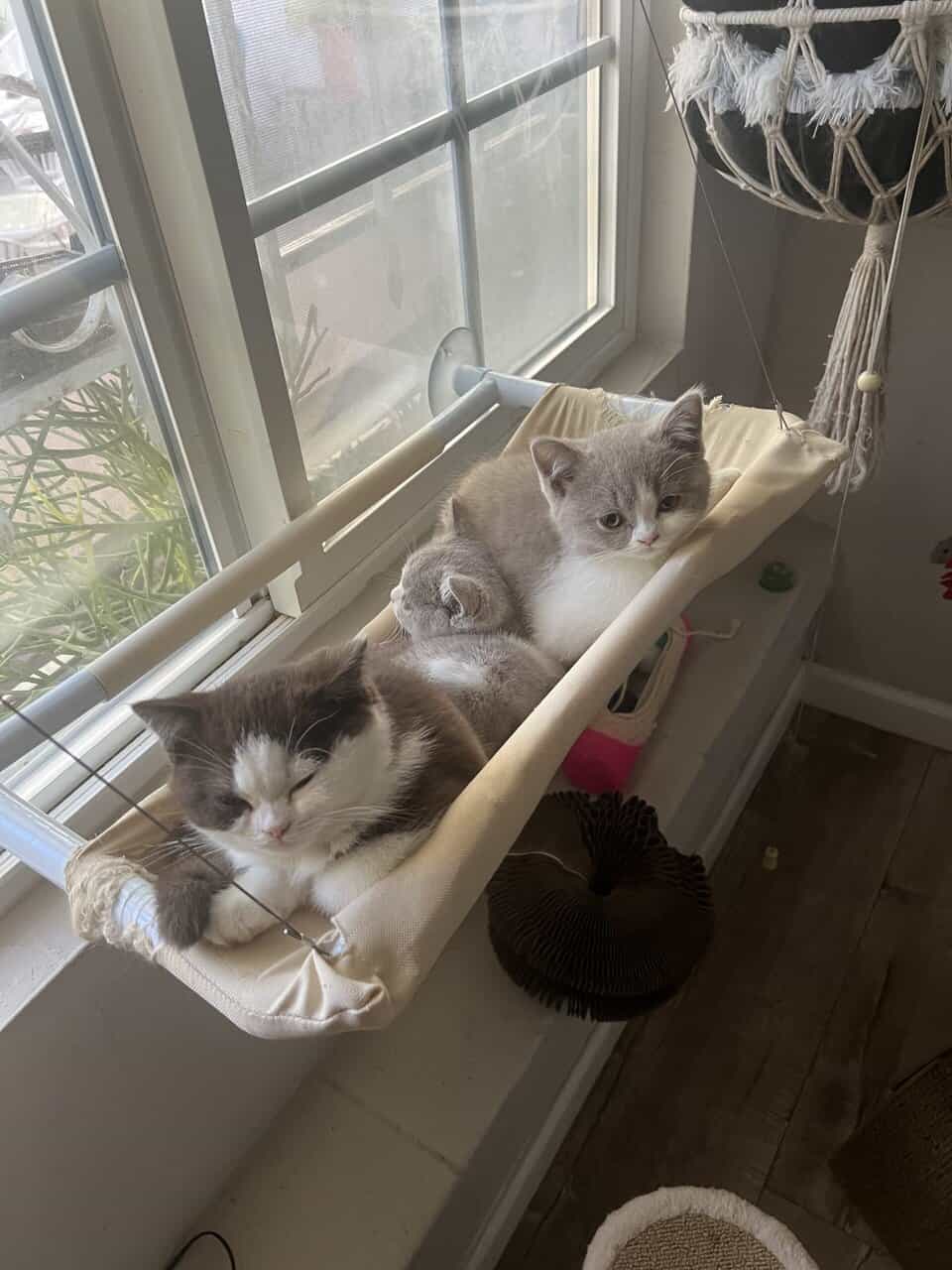 3 British shorthair kittens (2m, 1f) image 1
