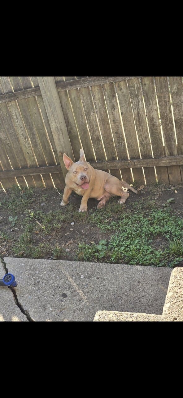 American bully couple months old image 3