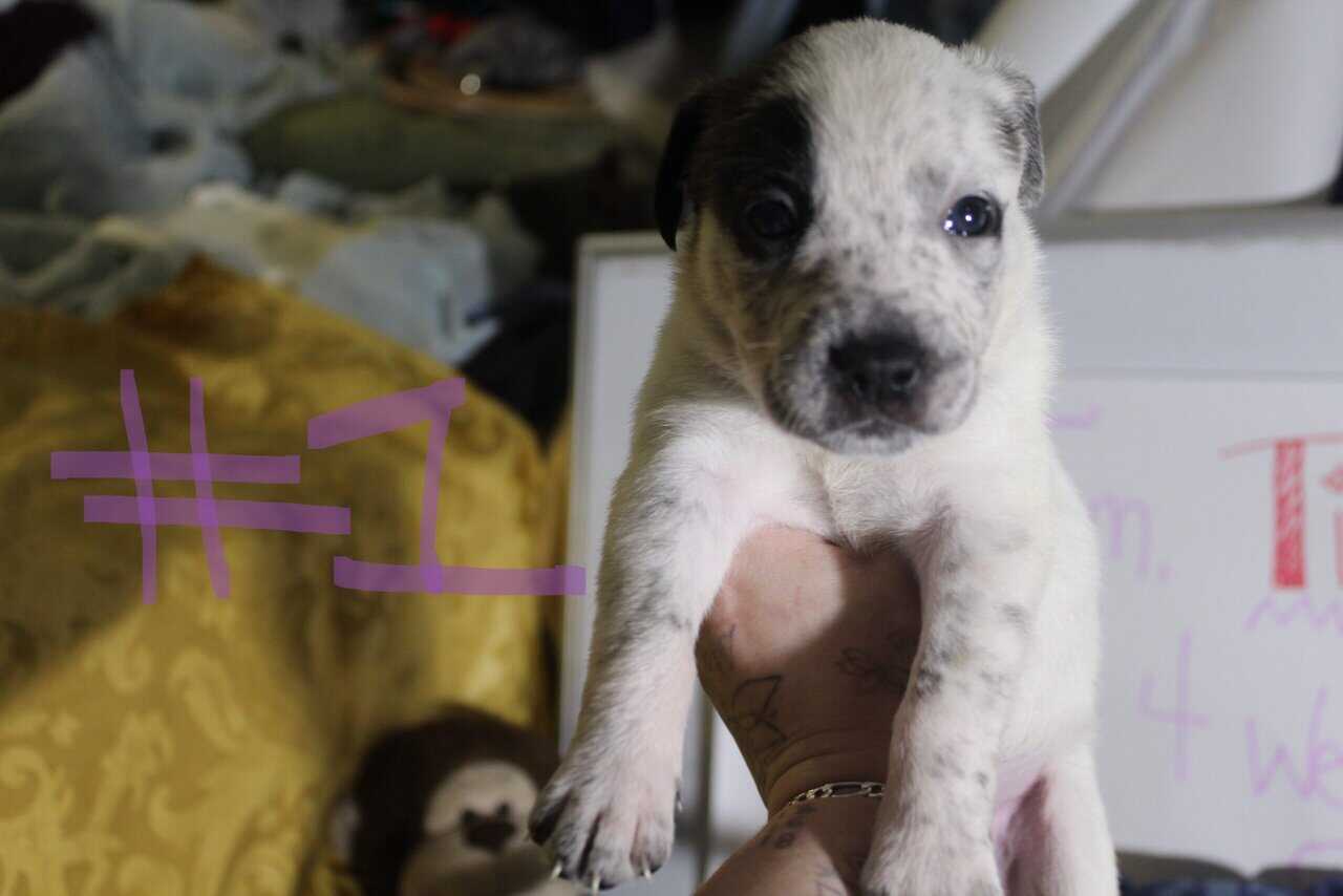 Lab & Pit mix Ready for their fur ever Homes Nov18 image 4
