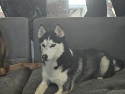 husky needing a loving home