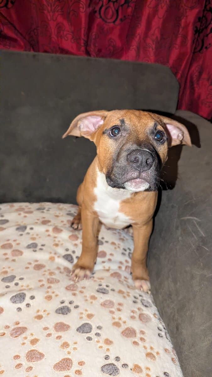 Puppies looking for fur-ever homes image 9