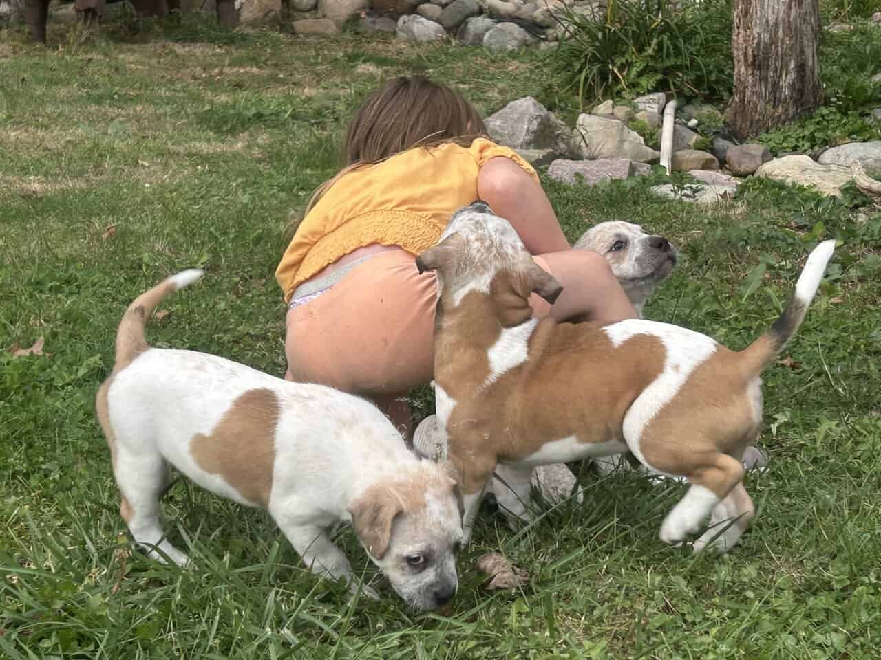 Pocket American Bully Mix Puppies image 9